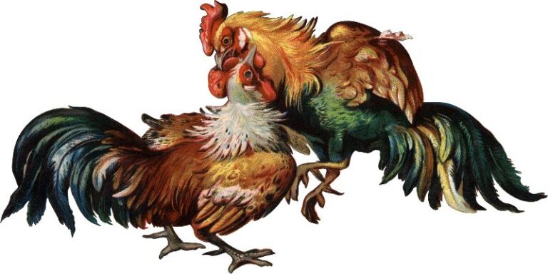 Đá Gà Hàng Xáo – Hình Thức Cá Cược Độc Đáo 1 Đá Gà Hàng Xáo – Hình Thức Cá Cược Độc Đáo